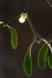 Attēlu rezultāti vaicājumam “Viscum album”