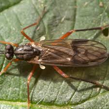 Attēlu rezultāti vaicājumam “Xylophagidae”