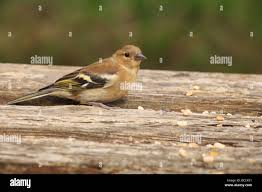 Attēlu rezultāti vaicājumam “Fringilla coelebs juvenile”
