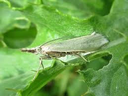 Attēlu rezultāti vaicājumam “Crambus pratella”