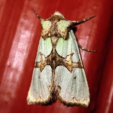 Attēlu rezultāti vaicājumam “Staurophora celsia”