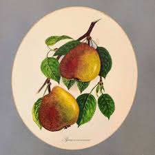 Attēlu rezultāti vaicājumam “Pyrus communis fruit”