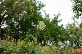 Attēlu rezultāti vaicājumam “Laserpitium latifolium flower”