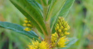 Attēlu rezultāti vaicājumam “Lysimachia thyrsiflora bud”