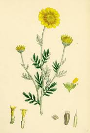 Image result for Anthemis tinctoria