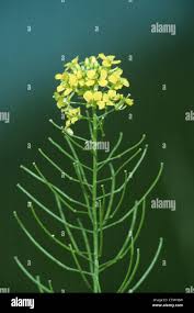 Attēlu rezultāti vaicājumam “Sisymbrium loeselii flower”
