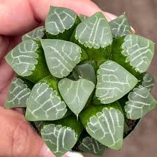 Image result for Haworthia