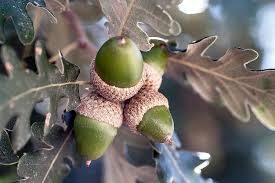Attēlu rezultāti vaicājumam “Quercus robur fruit”