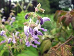 Attēlu rezultāti vaicājumam “Juglans mandshurica female flower”