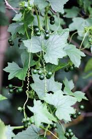 Attēlu rezultāti vaicājumam “Bryonia alba leaf”