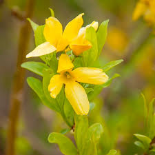 Attēlu rezultāti vaicājumam “Forsythia intermedia flower”
