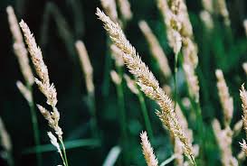 Attēlu rezultāti vaicājumam “Phalaroides arundinacea”