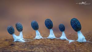 Attēlu rezultāti vaicājumam “Willkommlangea reticulata plasmodium”