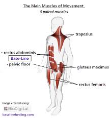 Image result for body midline