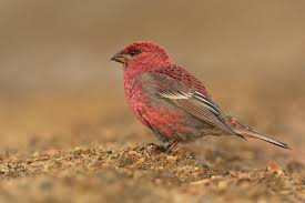 Attēlu rezultāti vaicājumam “Pinicola enucleator adult”