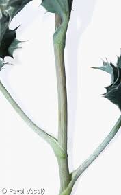 Attēlu rezultāti vaicājumam “Eryngium maritimum bud”