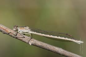 Attēlu rezultāti vaicājumam “Sympecma paedisca”