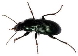 Attēlu rezultāti vaicājumam “Poecilus lepidus”