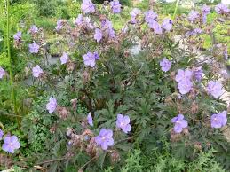 Image result for Geranium `Purple Haze`