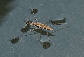 Attēlu rezultāti vaicājumam “Aquarius najas”