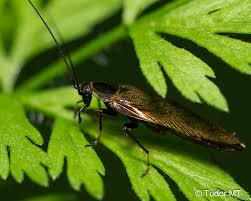 Attēlu rezultāti vaicājumam “Ectobius sylvestris male”