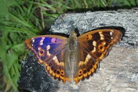 Attēlu rezultāti vaicājumam “Apatura ilia male”