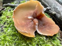 Attēlu rezultāti vaicājumam “Peziza varia”