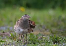 Attēlu rezultāti vaicājumam “Crex crex adult”