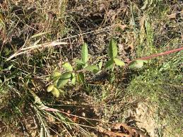 Attēlu rezultāti vaicājumam “Trichia ambigua stalked”