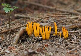 Attēlu rezultāti vaicājumam “Calocera viscosa”