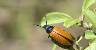 Attēlu rezultāti vaicājumam “Jalla dumosa imago”