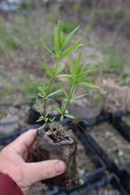 Attēlu rezultāti vaicājumam “Galium triflorum fruit”
