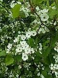 Attēlu rezultāti vaicājumam “Crataegus submollis”