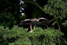 Attēlu rezultāti vaicājumam “Aquila chrysaetos adult”