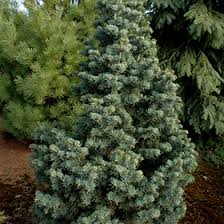 Attēlu rezultāti vaicājumam “Abies concolor”