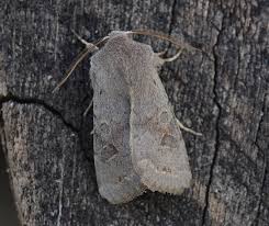 Attēlu rezultāti vaicājumam “Orthosia populeti”