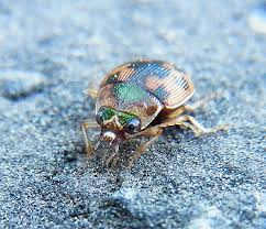 Attēlu rezultāti vaicājumam “Omophron limbatum”