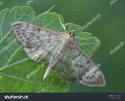 Attēlu rezultāti vaicājumam “Pleuroptya ruralis”