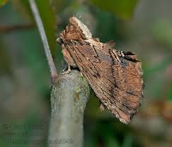 Attēlu rezultāti vaicājumam “Ptilodon capucina”