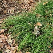 Attēlu rezultāti vaicājumam “Ophiotheca chrysosperma sessile”