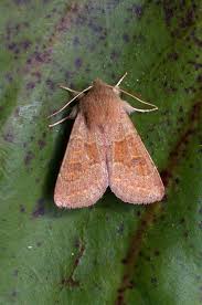 Attēlu rezultāti vaicājumam “Orthosia miniosa”