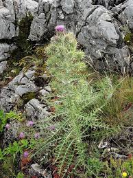 Image result for Ptilostemon afer