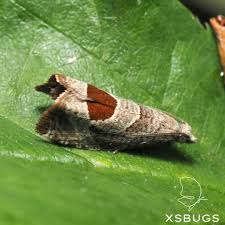 Attēlu rezultāti vaicājumam “Notocelia uddmanniana”