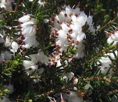 Attēlu rezultāti vaicājumam “Erica x darleyensis”