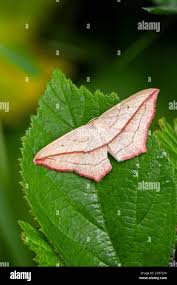 Attēlu rezultāti vaicājumam “Timandra comae”