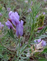 Attēlu rezultāti vaicājumam “Astragalus arenarius”
