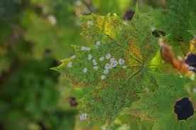Attēlu rezultāti vaicājumam “Sawadaea tulasnei”