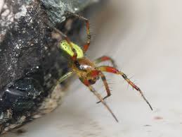 Attēlu rezultāti vaicājumam “Araniella male”