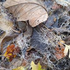 Attēlu rezultāti vaicājumam “Lignydium muscorum”