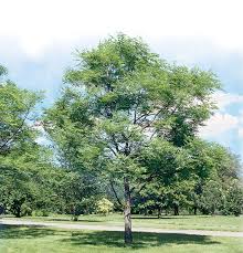 Attēlu rezultāti vaicājumam “Gymnocladus dioicus”